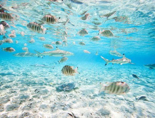Baptême de plongée à Marseille avec découverte des poissons et des fonds marins méditerranéens